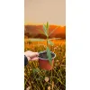 oferowana sadzonka oleandra o morelowych kwiatach