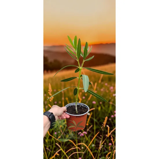oferowana sadzonka Nerium oleander w doniczce