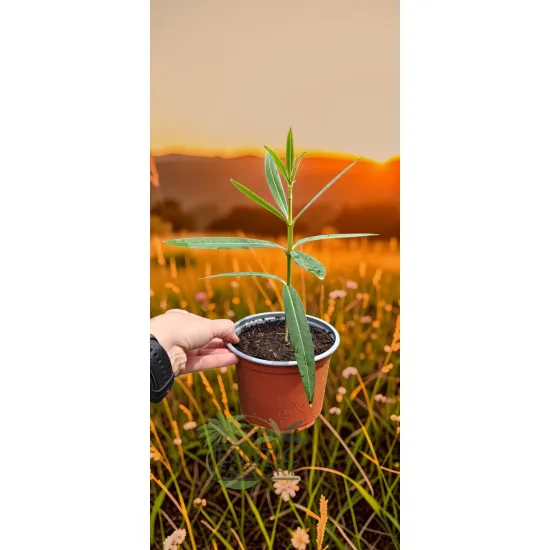 oferowana sadzonka oleandra o morelowych kwiatach
