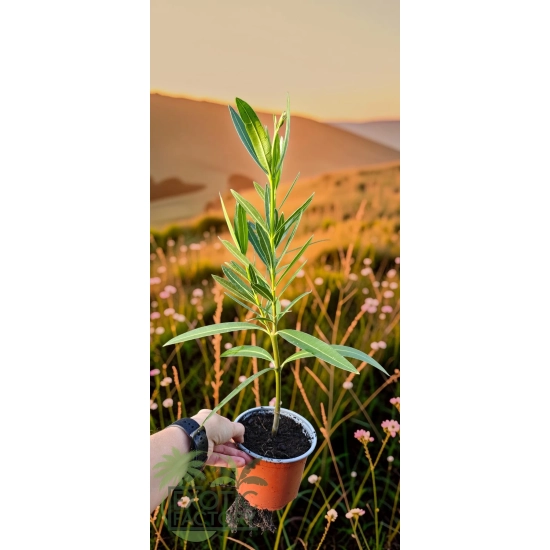 oferowana sadzonka Nerium oleander w doniczce 1 litr
