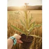 oferowana w sprzedaży sadzonka oleandra variegata