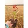oferowana w sprzedaży sadzonka Nerium oleander variegata