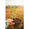 oferowana w sprzedaży sadzonka krzewu oleandra vareigata
