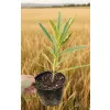 oferowana w sprzedaży sadzonka oleandra pospolitego vareigata