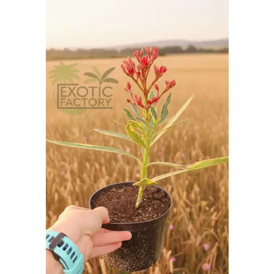 oferowana w sprzedaży sadzonka Nerium oleander variegata