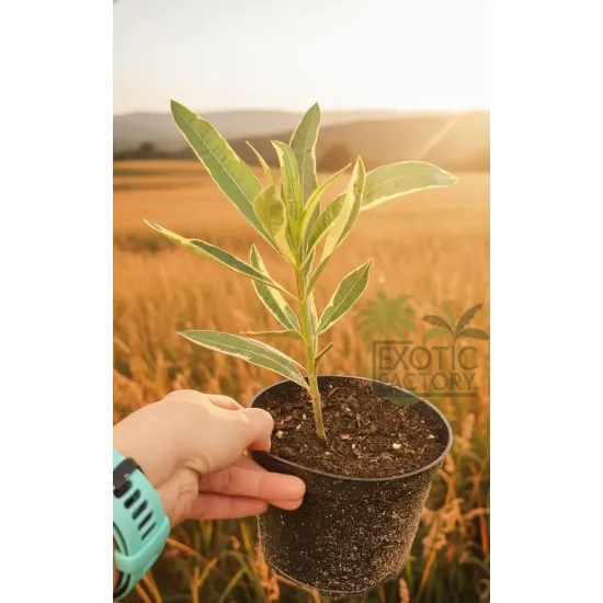 oferowana w sprzedaży sadzonka krzewu oleandra vareigata