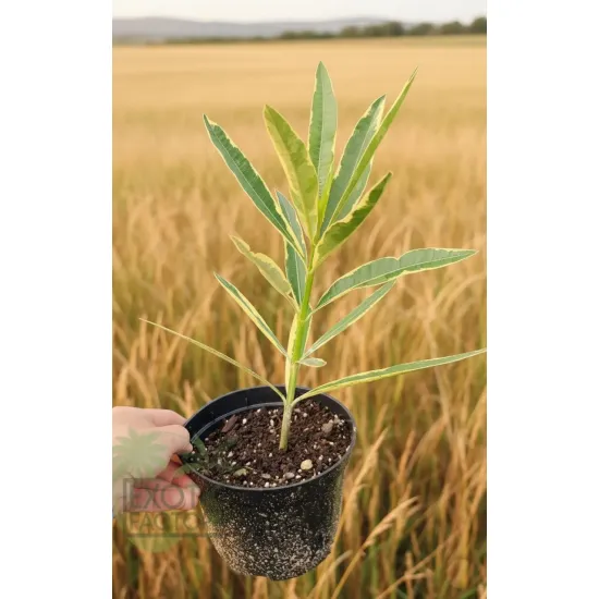 oferowana w sprzedaży sadzonka oleandra pospolitego vareigata