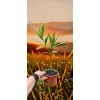 oferowana sadzonka Nerium oleander w doniczce