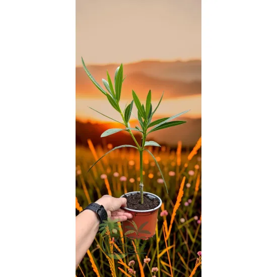oferowana sadzonka Nerium oleander w doniczce