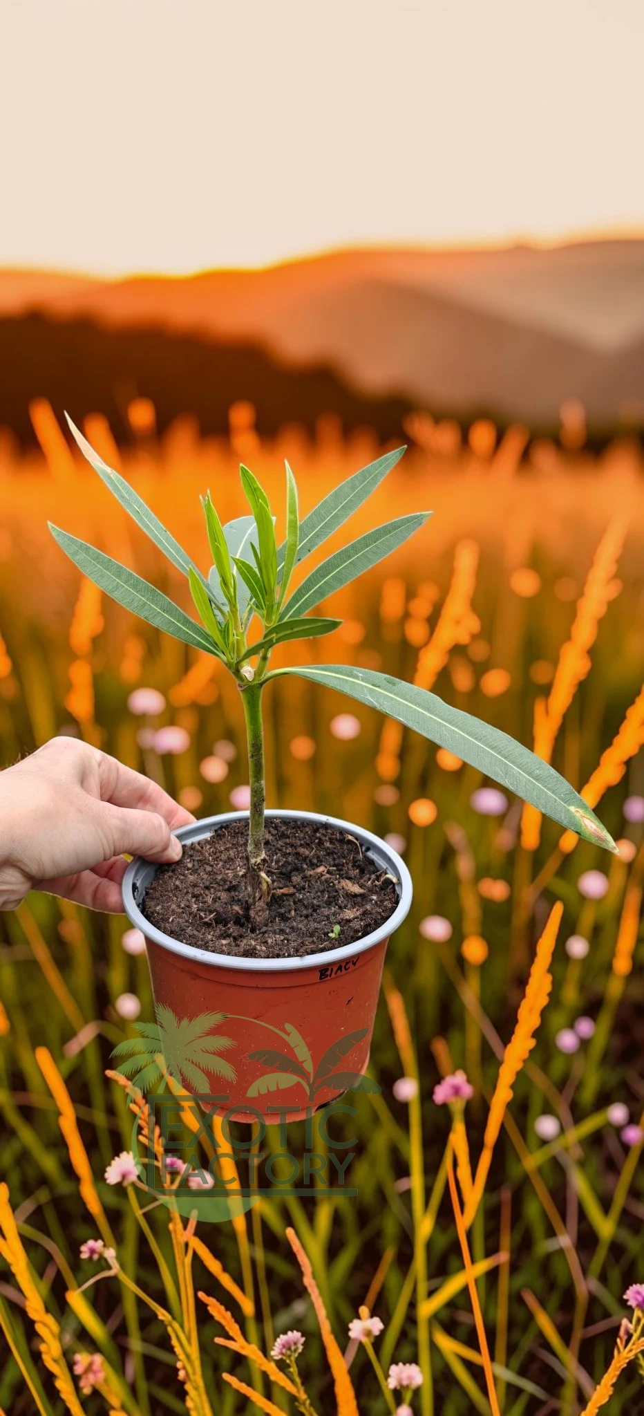 oferowana w sprzedaży internetowej sadzonka kwitnącego na biało oleandra pospolitego