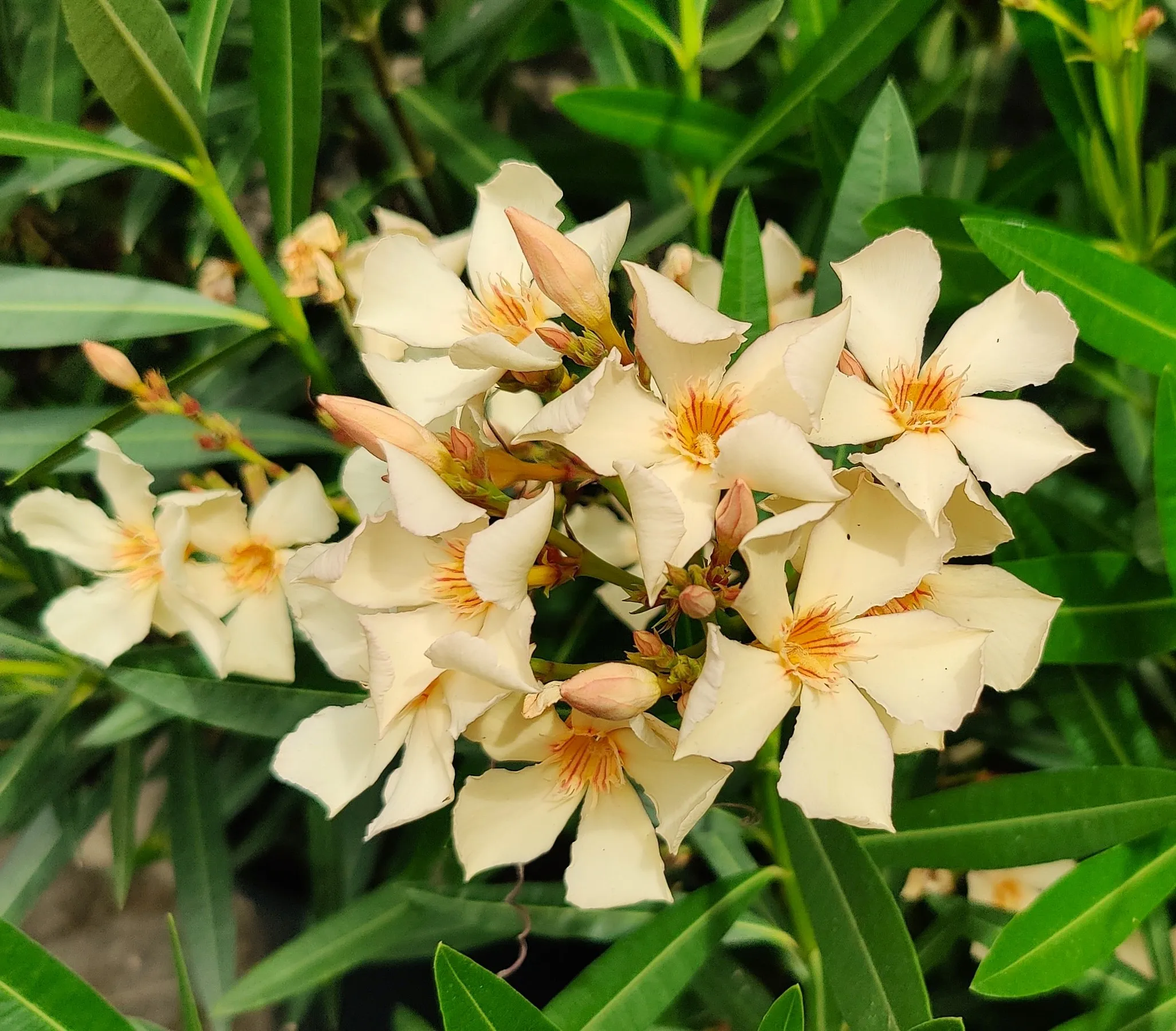 oleander pospolity w ogrodzie
