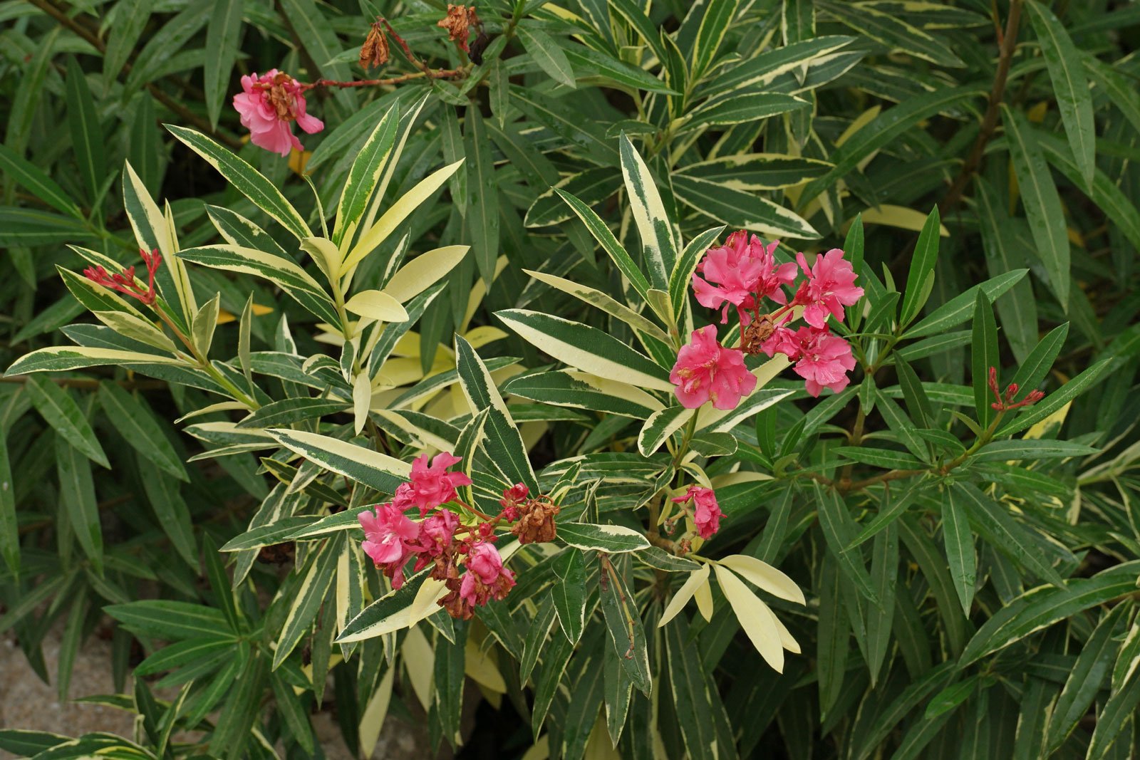 kwitnący na różowo oleander variegata o dwukolorowych liściach