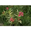 kwitnący na różowo oleander variegata