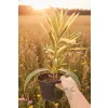 oferowana w sprzedaży sadzonka różowego oleandra variegata w doniczce 1 litr