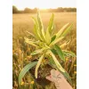 oferowana w sprzedaży kwitnącego na różowo oleandra z dwukolorowymi liśćmi