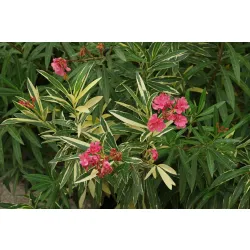 kwitnący na różowo oleander variegata
