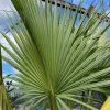 wachlarzowaty liść palmy ogrodowej Sabal palmetto