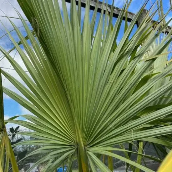 wachlarzowaty liść palmy ogrodowej Sabal palmetto