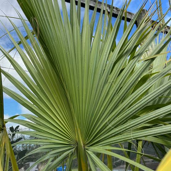 zbliżenie na ogromny liść palmy do ogrodu Sabal palmetto