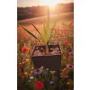 oferowana sadzonka palmy mrozoodpornej Butia capitata var. odorata w doniczce 3,5 litra