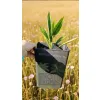 oferowana sadzonka szorstkowca Fortunego