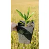 oferowana sadzonka palmy mrozoodpornej Trachycarpus fortunei x nainital
