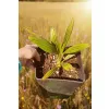 oferowana sadzonka palmy mrozoodpornej do ogrodu Trachycarpus fortunei x nainital