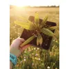 oferowana sadzonka palmy zimującejj Trachycarpus fortunei x nainital