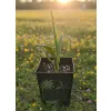oferowana sadzonka palmy mrozoodpornej sabal minor