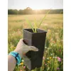 oferowana sadzonka palmy Sabal palmetto do polskiego klimatu