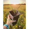 oferowana sadzonka palmy mrozoodpornej Sabal palmetto w doniczce