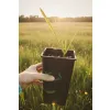 oferowana sadzonka wytrzymałej palmy Sabal palmetto do polskiego ogrodu