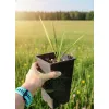 oferowana sadzonka palmy mrozoodpornej Sabal palmetto do ogrodu w Polsce