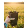 oferowana sadzonka palmy Sabal palmetto w doniczce 1 litr