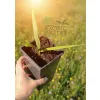 oferowana sadzonka palmy zimującej w Polsce Sabal palmetto