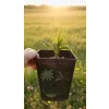 oferowana sadzonka palmy Trachycarpus wagnerianus x winsan w doniczce