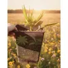 oferowana sadzonka mrozoodpornego szorstkowca Trachycarpus wagnerianus x winsan