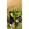 sadzonka palmy mrozoodpornej Trachycarpus wagnerianus x winsan