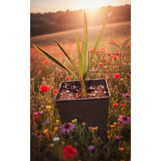 oferowana sadzonka palmy mrozoodpornej Butia capitata var. odorata w doniczce 3,5 litra