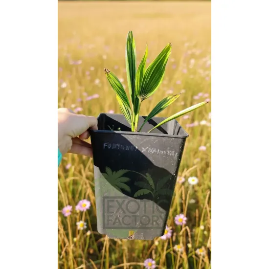 oferowana sadzonka szorstkowca Fortunego