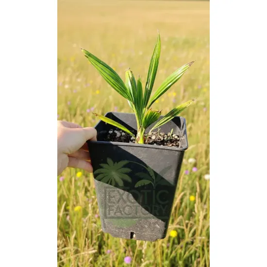 oferowana sadzonka palmy mrozoodpornej Trachycarpus fortunei x nainital