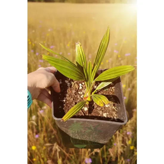 oferowana sadzonka palmy mrozoodpornej do ogrodu Trachycarpus fortunei x nainital