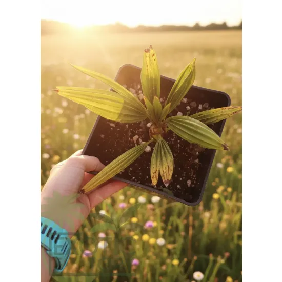 oferowana sadzonka palmy zimującejj Trachycarpus fortunei x nainital