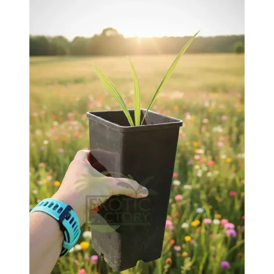 oferowana sadzonka palmy Sabal palmetto do polskiego klimatu