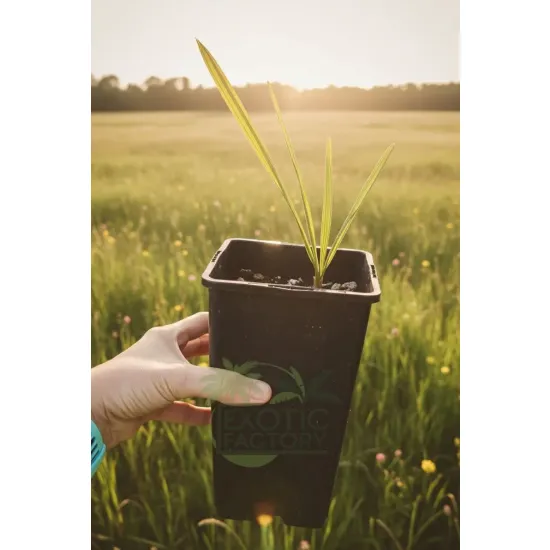 oferowana sadzonka wytrzymałej palmy Sabal palmetto do polskiego ogrodu