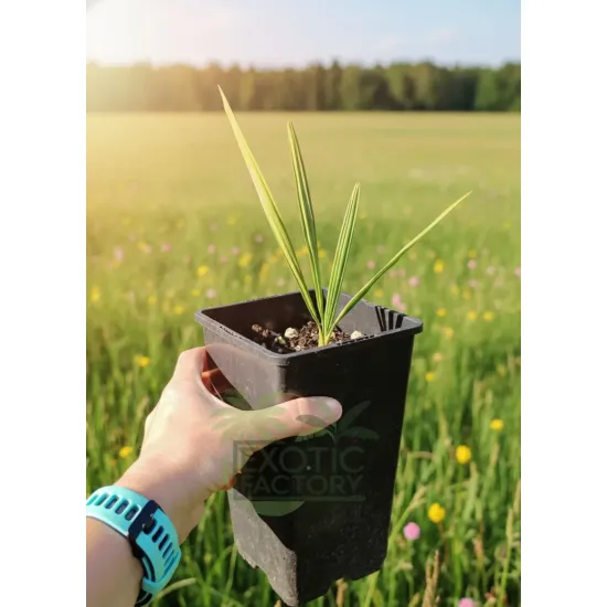 oferowana sadzonka palmy mrozoodpornej Sabal palmetto do ogrodu w Polsce