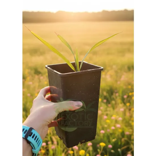 oferowana sadzonka palmy Sabal palmetto w doniczce 1 litr