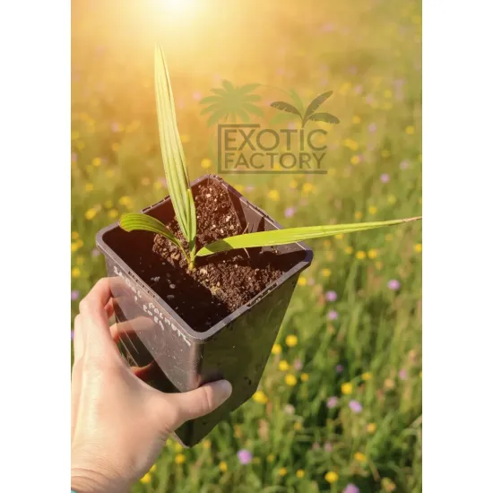 oferowana sadzonka palmy zimującej w Polsce Sabal palmetto
