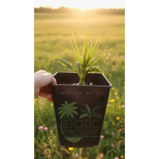 oferowana sadzonka palmy Trachycarpus wagnerianus x winsan w doniczce