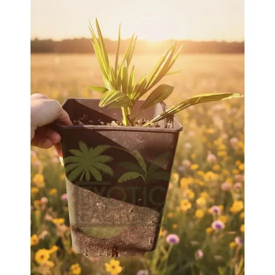oferowana sadzonka mrozoodpornego szorstkowca Trachycarpus wagnerianus x winsan
